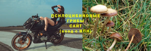 сатива Каменногорск
